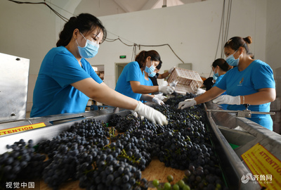 棗莊葡萄園豐收季 工人采摘忙，葡萄酒加工正當(dāng)時(shí)